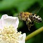 A honey bee
