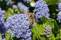 Honey bee on Ceanothus