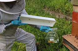 Collecting pollen from the pollen trap