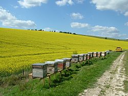 Hives adjacent to an OSR field