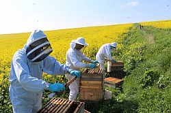 LASI researchers inspecting honey bee hives