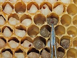 Counting varroa mites in honey bee drone cells