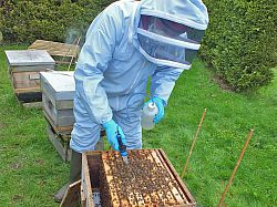 Varroa oxalic acid treatment