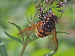 Hornet Mimic hoverfly on Hemp Agrimony