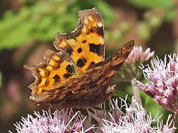 Comma butterfly on Eupatorium