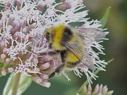 Bumble Bee on Hemp Agrimony