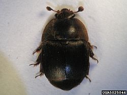 A picture of the small hive beetle