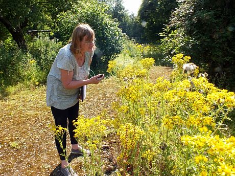 Researcher looking to see what insects feed on ragwort