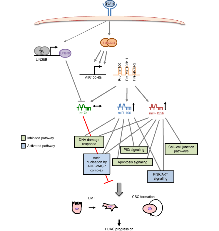 TGFb cytokine  diagram