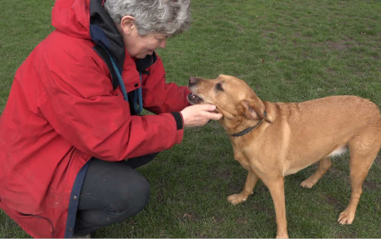 A white person with grey hair and a red hoodie stroking a dog in a field