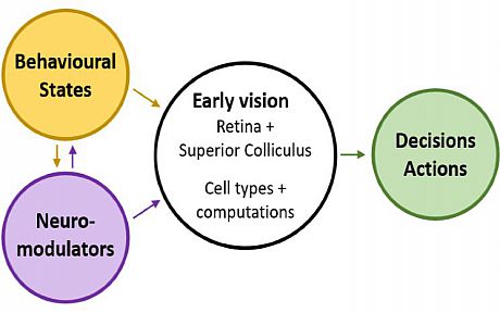 Early Vision Diagram