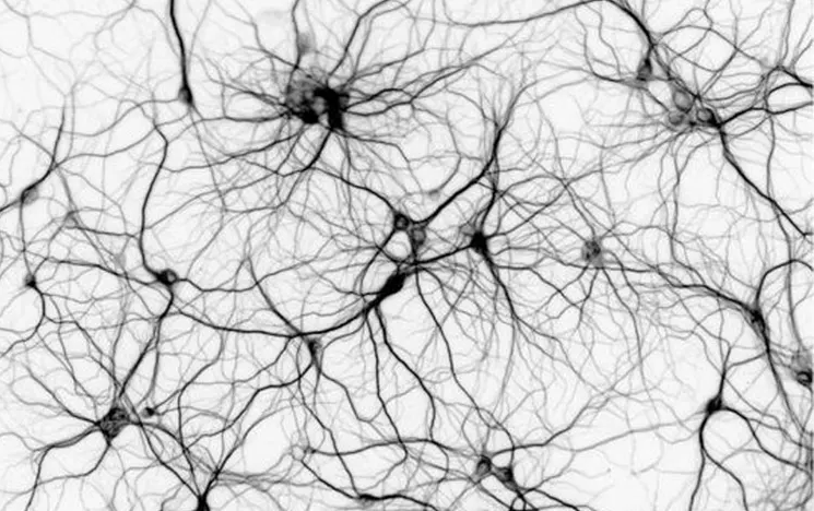 Image of a network of biological neurons