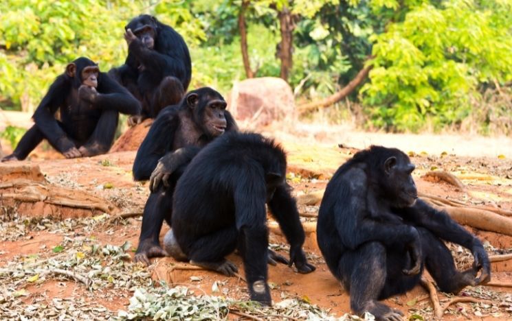 group of chimpanzees grooming each other