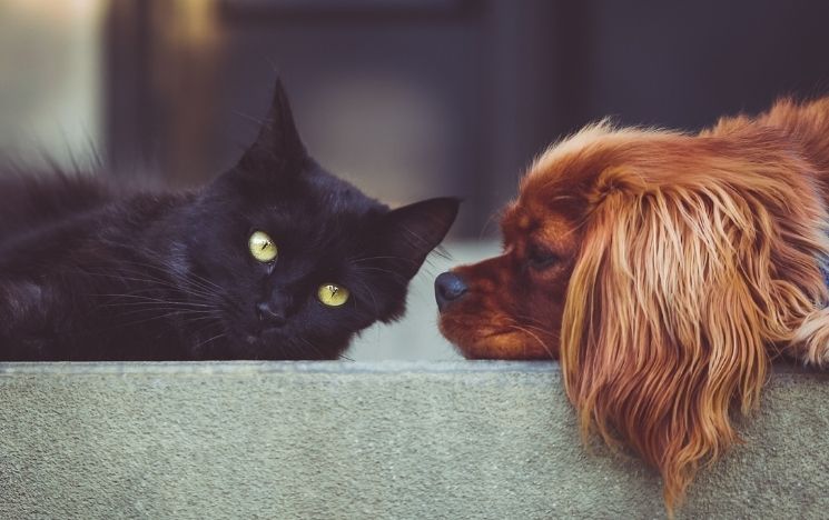 black cat and small dog lie on the back of a sofa