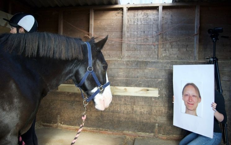 Horse in a stable looking at the picture of a woman's face