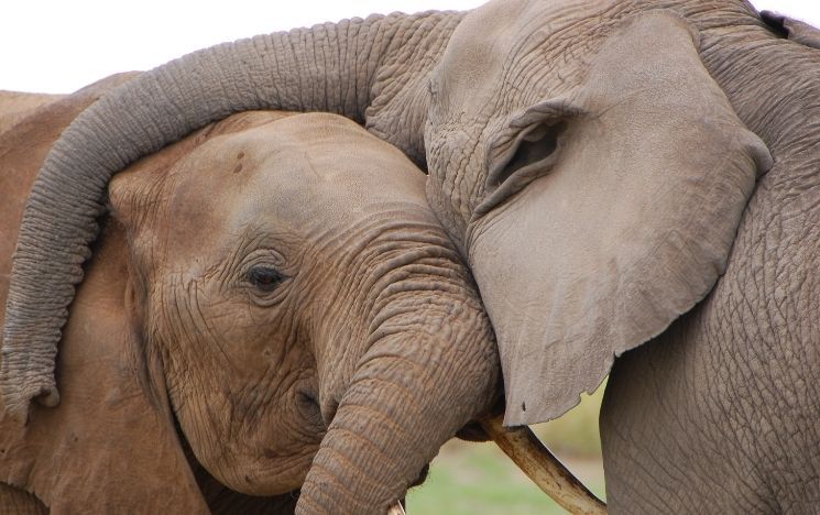 An elephant embraces the head of another elephant with its trunk