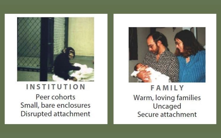 Chimpanzee in a cage: institution, peer cohorts. Small bare enclosures, disrupted atttachement. Human family: warm loving families, uncaged, secure attachment