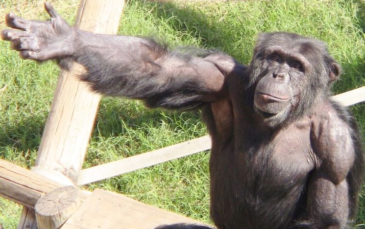 Chimpanzee Nahko extending its right hand to a person outside the photo frame