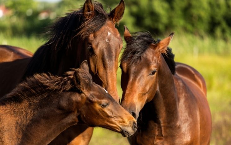 Three horses smelling each other in a green field