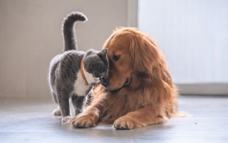 Grey and white cat rubbing against a golden retriever's face