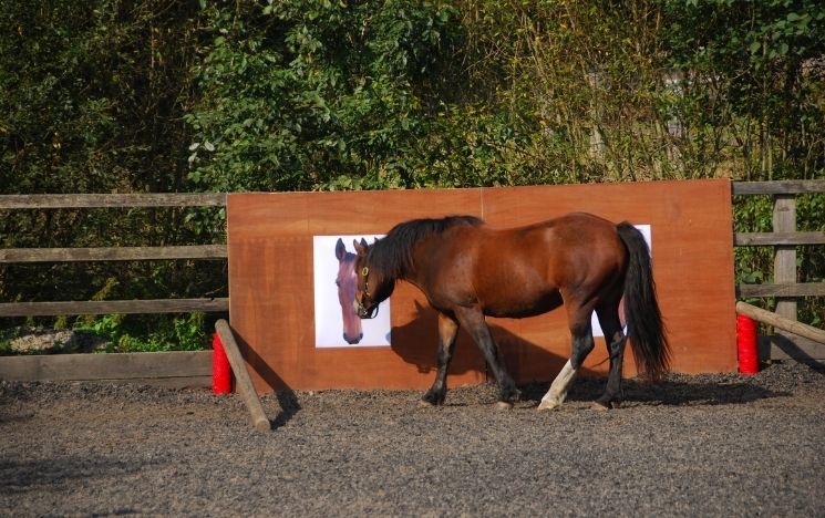 Horse looking at picture of itself