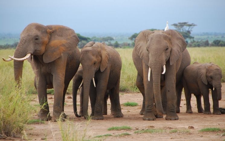 Small group of elephants. One has a white bird on its back