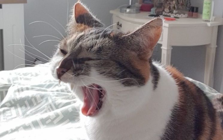 Yawning cat