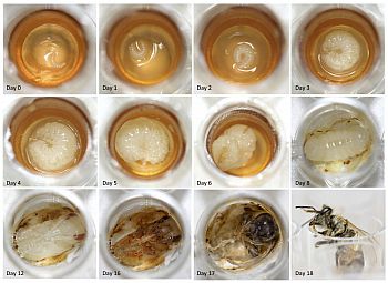 Several images showing the development of a honeybee from small larva to adult