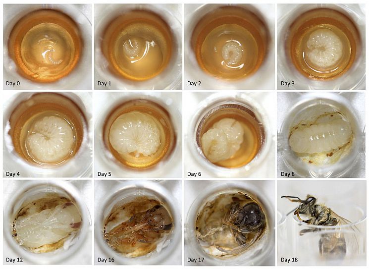 Several images showing the development of a honeybee from small larva to adult