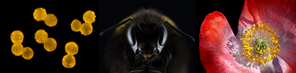 Dandelion pollen grains, macro shot of a bumblebee head and poppy flower