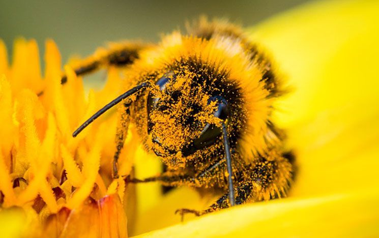 A macro shot of a bumblebee on a yellow flower covered in pollen
