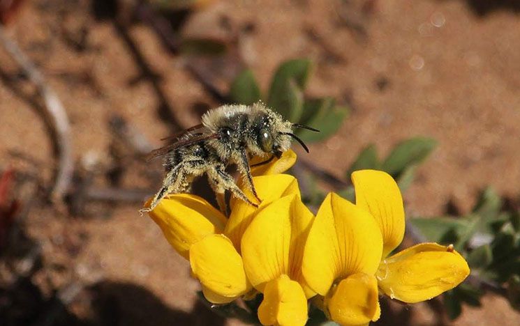 A solitary bee covered in pollen foraging on yellow gorse flowers