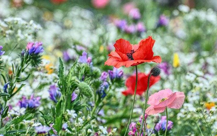 A wildflower meadow