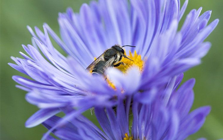 A solitary bee on a blue flower