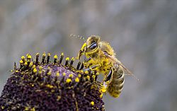 A close up shot of a honeybee covered in pollen