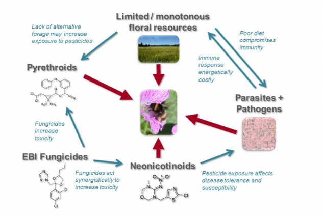 Diagram showing interactions between environmental stressors affecting bee health