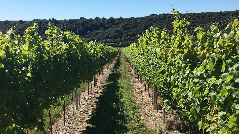 A photo of a vineyard