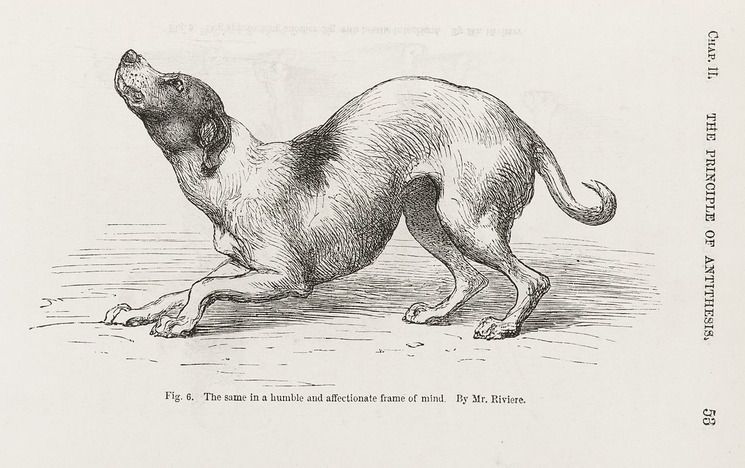 A dog by Darwin