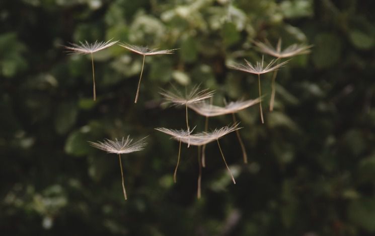 Dandelion seeds floating through the air