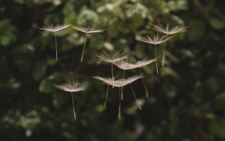 Dandelion seeds floating through the air