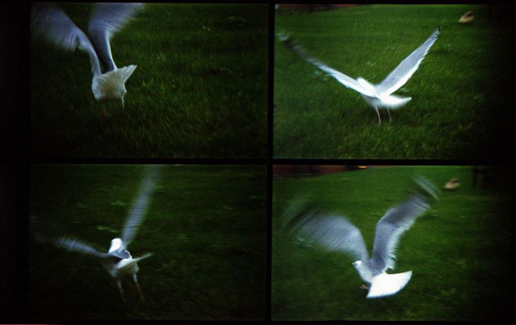 Images of Four seagulls in flight