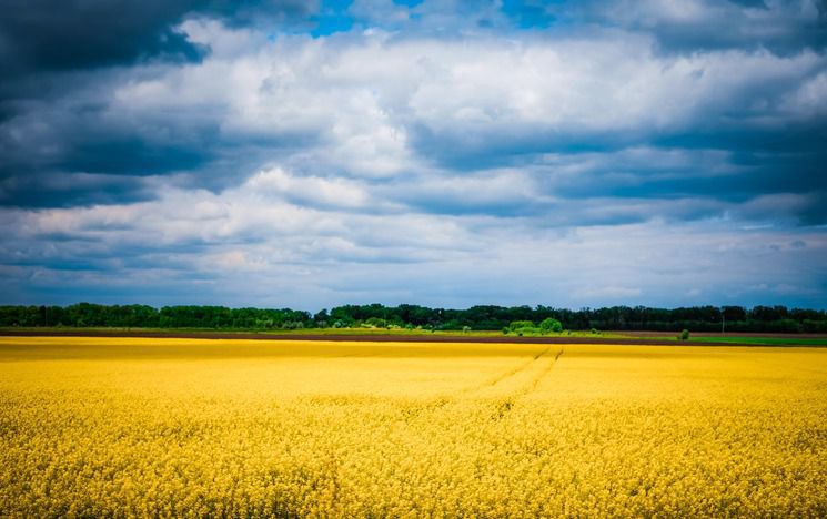 Yellow cornfield and blue sky
