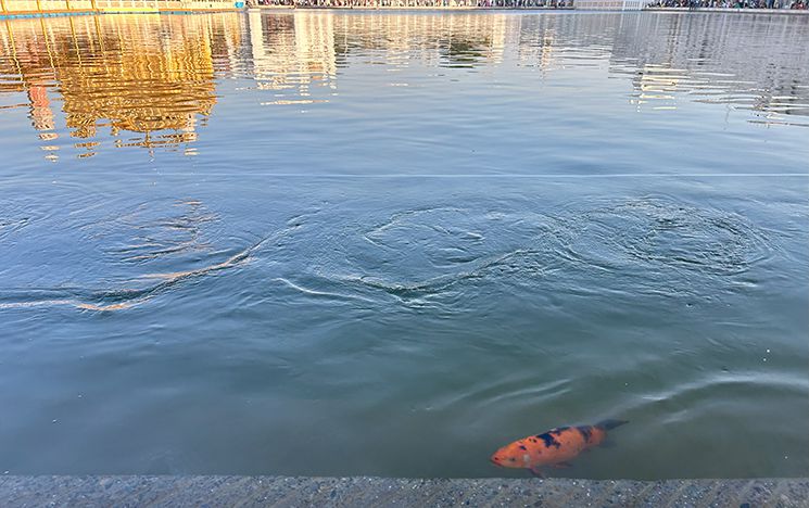 Fish in sarovar at Harmandir Sahib complex