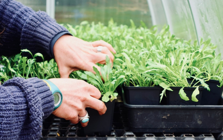 Grower tending to plants