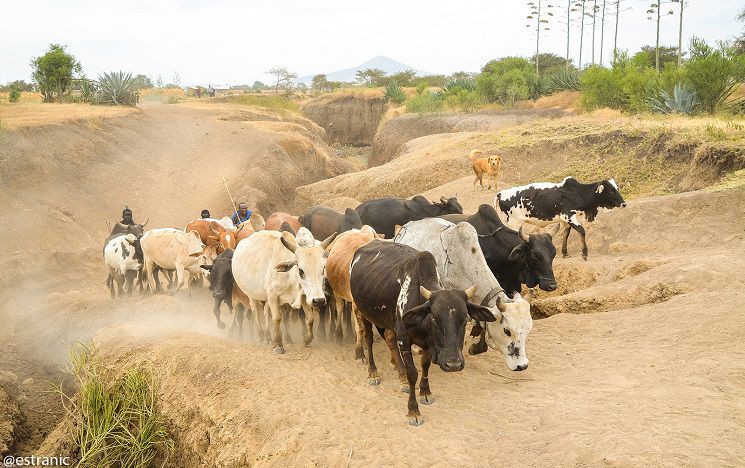 A heard of cows in the African landscape.