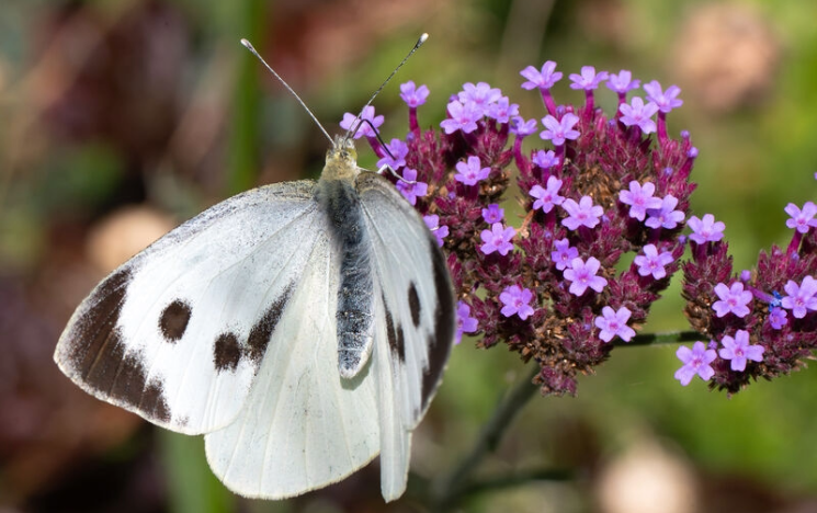 White butterfly on a purple flower