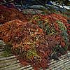 Pile of colourful seaweed