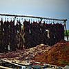 Seaweed drying on rack
