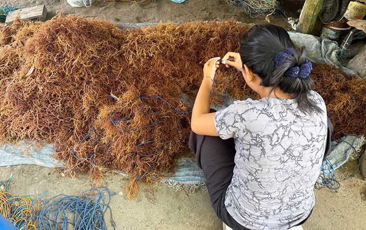 Woman with seaweed pile