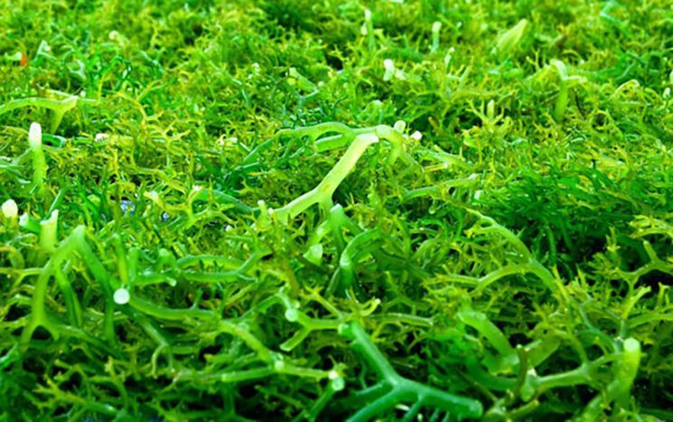 Close up of cottonii seaweed
